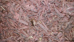 Pentatoma rufipes