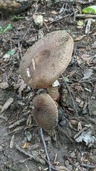 Amanita rubescens