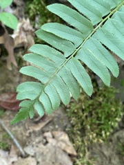 Polystichum acrostichoides