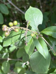 Ligustrum vulgare