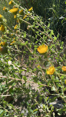 Grindelia squarrosa