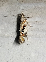 Aristotelia elegantella