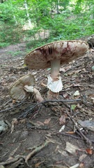 Amanita rubescens