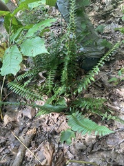 Polystichum acrostichoides