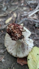 Amanita rubescens