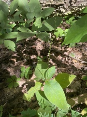Persicaria virginiana