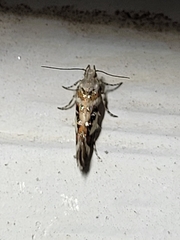 Aristotelia elegantella