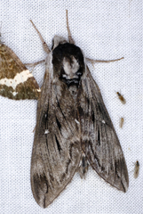Sphinx poecila