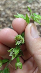 Epipactis leptochila