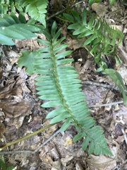 Polystichum acrostichoides