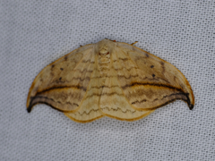 Drepana arcuata