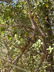 Arceuthobium occidentale