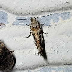 Aristotelia elegantella