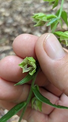 Epipactis leptochila