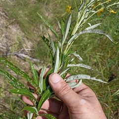Jacobaea paludosa lanata