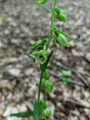 Epipactis leptochila