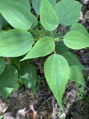 Boehmeria cylindrica