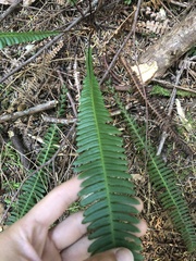 Struthiopteris spicant