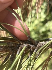 Arceuthobium occidentale