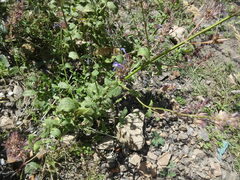 Nepeta grandiflora