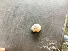 Cepaea