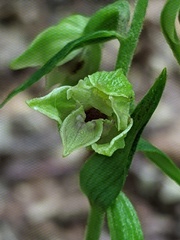 Epipactis leptochila