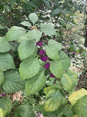 Callicarpa americana
