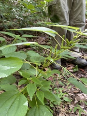 Boehmeria cylindrica