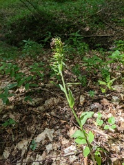Epipactis krymmontana
