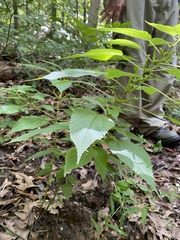 Boehmeria cylindrica