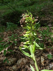 Epipactis krymmontana