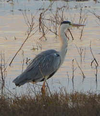 Ardea cinerea cinerea