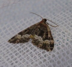 Euphyia intermediata