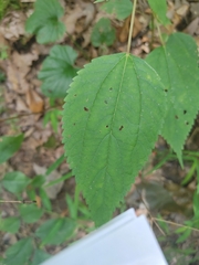 Boehmeria cylindrica