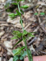 Epipactis leptochila