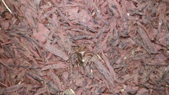 Pentatoma rufipes