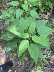 Boehmeria cylindrica