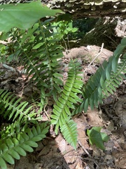 Polystichum acrostichoides