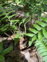 Polystichum acrostichoides