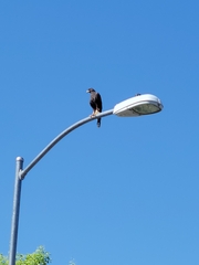 Parabuteo unicinctus