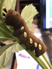 Eumorpha pandorus