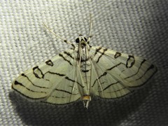 Conchylodes concinnalis