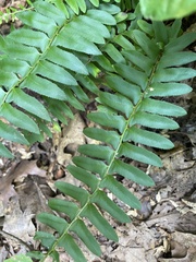 Polystichum acrostichoides