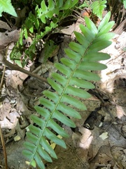 Polystichum acrostichoides