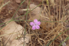 Dianthus strictus