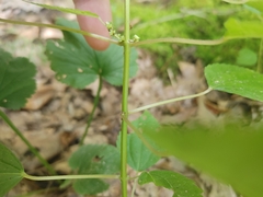 Boehmeria cylindrica