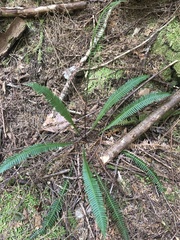 Struthiopteris spicant