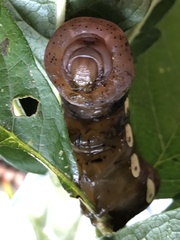 Eumorpha pandorus