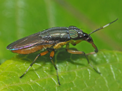 Fainia albitarsis