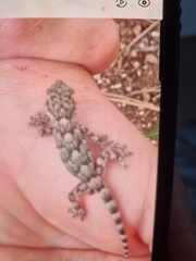 Tarentola mauritanica